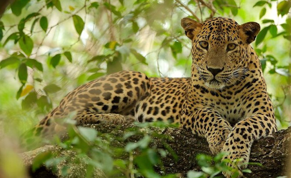 Wilpattuwa Safari & Dolphin watching tour